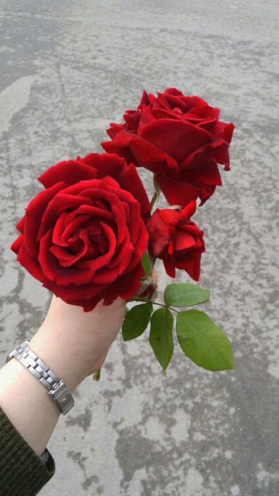 DailyVibesx1's tweet photo. #flower
#flowerlover https://t.co/NN7UvuaSXL