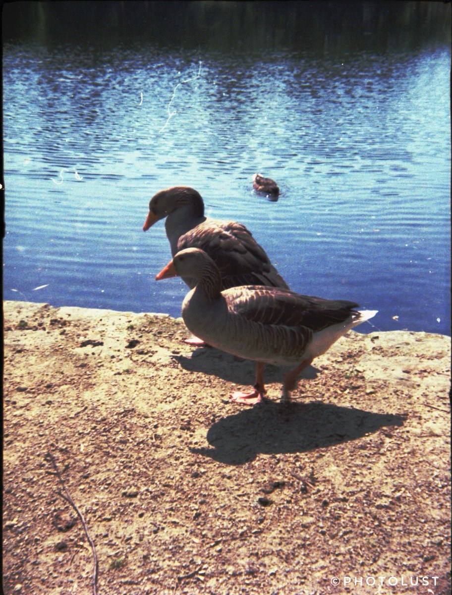 photo_lust's tweet photo. #Analogue #Analoguephotography
#Color #Colorphoto
#Nature #Water #Animal #Bird #Goose
#Holga

#WildlifeonWednesday

#Lomography
📷 #Holga135TIM
🎞️ #Kodak #UltraMax 400 https://t.co/7cAEnc5Ccv