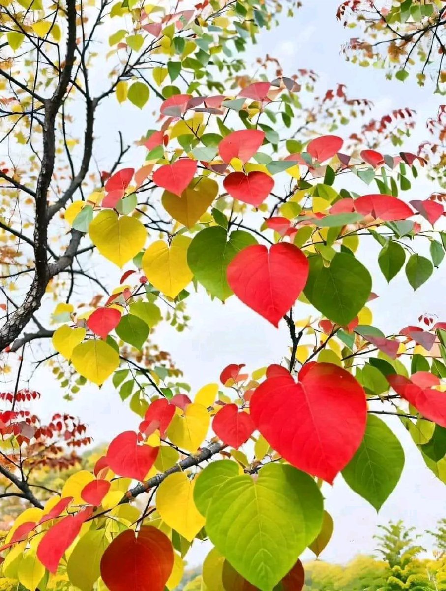 sarkar32150's tweet photo. Nature painted in hearts ❤️🍃
Red, yellow, green - all on one branch.
Autumn's way of saying everything changes beautifully.
Shot on my camera. No AI
#AutumnLeaves #RedbudTree #HeartLeaves #NaturePhotography #FallColors #OriginalPhoto #Botanical https://t.co/LrKeUQvV4v