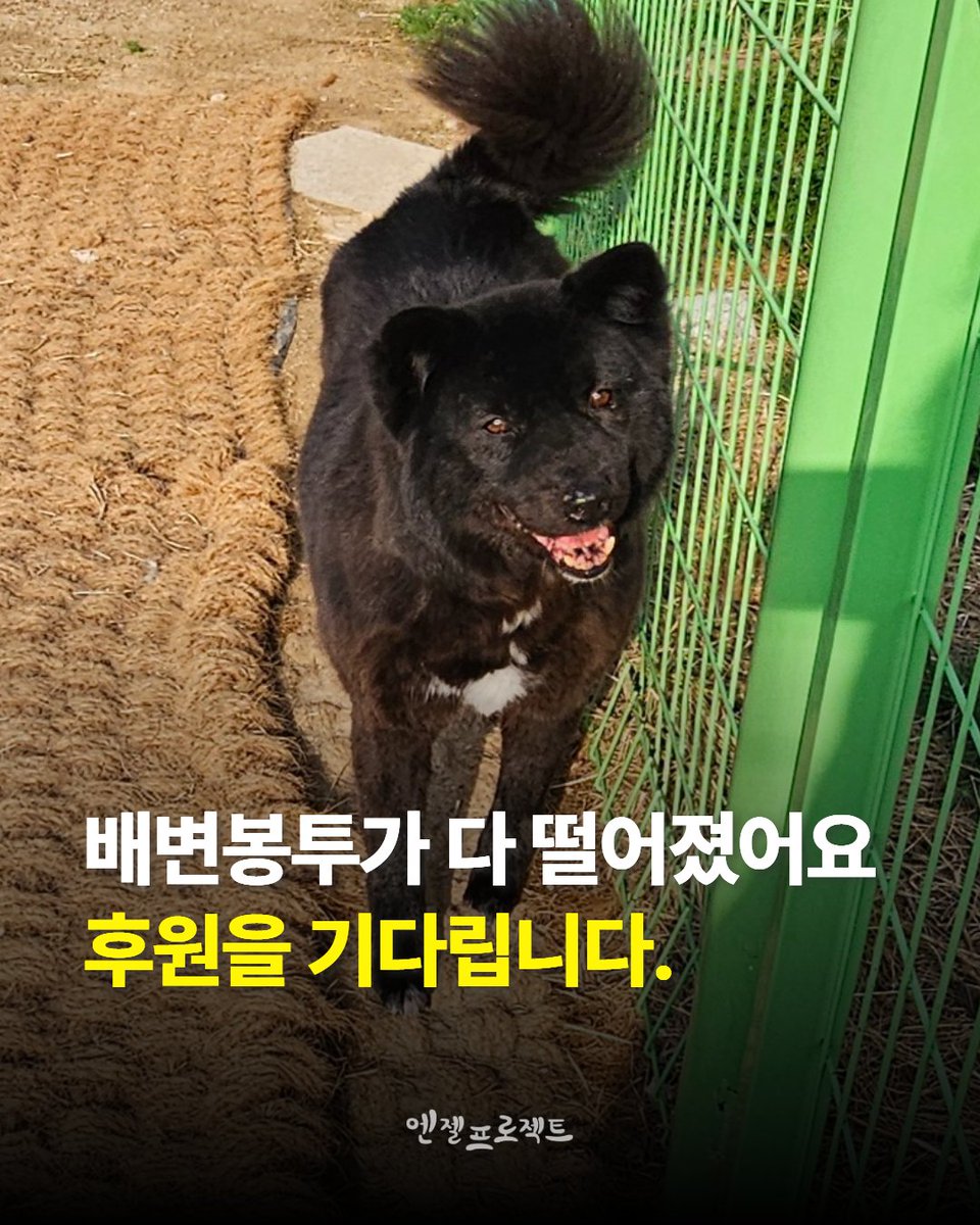 Hyeyounkim3's tweet photo. 고양쉼터에 배변봉투가 모두 떨어졌습니다. 후원해주시면 정말 감사하겠습니다🥹

📌 필요 물품
• 배변봉투(반드시 생분해되는 배변봉투‼️)

📦 후원 보내주실 주소
• 고양쉼터 : 경기도 고양시 일산서구 가좌동 619-21 엔젤프로젝트
• 연락처 : 010-2835-9780

⚠️ 쉼터는 상시 CCTV가 설치되어 있습니다. 유기 행위는 절대 금지이며, 발견 시 법적 조치가 이루어질 수 있습니다.