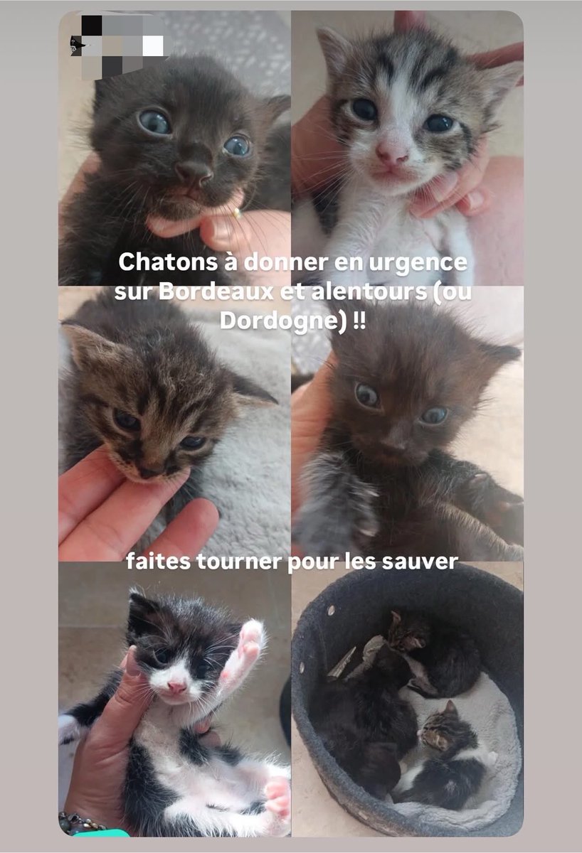 ledestindequi's tweet photo. Bordeaux et alentours des chatons à adopter très rapidement avant que les propriétaires s’en débarrassent mes dm sont ouverts si intéressés 
Attention on adopte un animal pas un jouet !! 
Merci de RT svp !! https://t.co/aWwqMXURfk