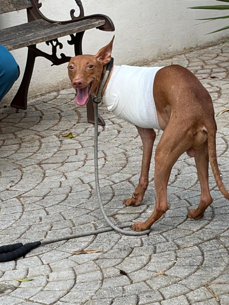 ohanarifugio's tweet photo. ELFO, OGGI TI GUARDIAMO E DOBBIAMO IMPARARE DI NUOVO A VEDERTI.

Queste foto arrivano dalla clinica.

Elfo è ancora ricoverato e rimarrà sotto le cure dei veterinari fino a quando non riuscirà a deambulare con sicurezza. 

https://t.co/WcVZy9Z8FO https://t.co/Ox1C5Cy9V9
