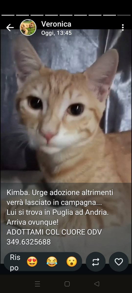 Emilystellaemi2's tweet photo. KIMBA, URGE ADOZIONE ALTRIMENTI VERRÀ LASCIATO IN CAMPAGNA.🙏👏♥️
ADOTTAMI COL CUORE ODV ♥️ 
349 632 5688
GRAZIEEEE ❤️ https://t.co/xilONnkV5T