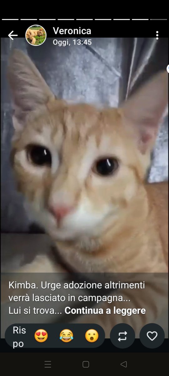 Emilystellaemi2's tweet photo. KIMBA, URGE ADOZIONE ALTRIMENTI VERRÀ LASCIATO IN CAMPAGNA.🙏👏♥️
ADOTTAMI COL CUORE ODV ♥️ 
349 632 5688
GRAZIEEEE ❤️ https://t.co/xilONnkV5T