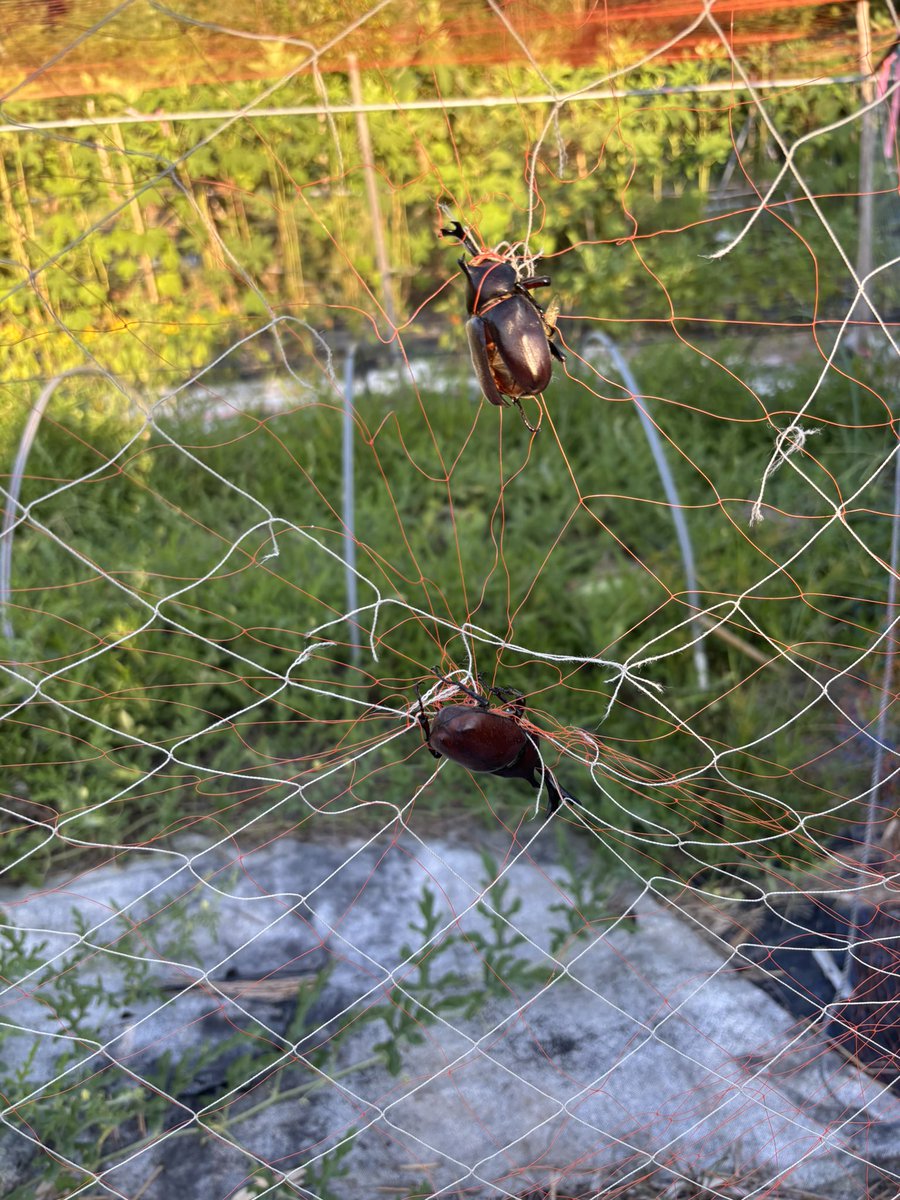 tf89b's tweet photo. 畑のあみに引っかかってた
多分アホなカブトムシ https://t.co/W4ufRQ9gKR