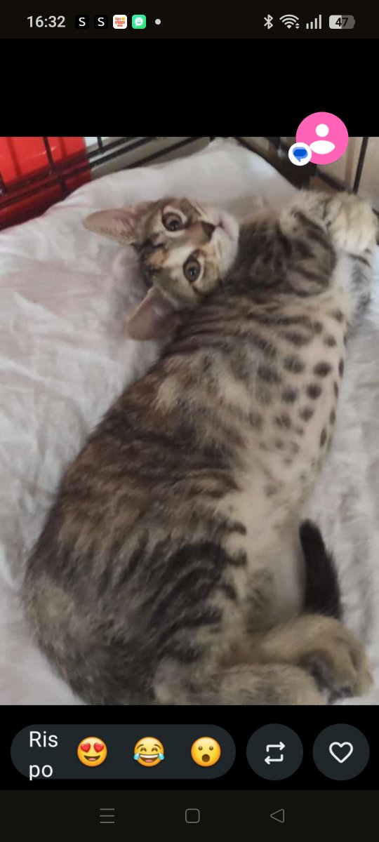 Emilystellaemi2's tweet photo. NINA E MARGOT, SE STAI PENSANDO DI ADOTTARE UNA COPPIA DI MICINE, LORO FANNO PER TE ❤️ 
ADOTTAMI COL CUORE ODV ♥️ 
349 632 5688
GRAZIEEEE ❤️ https://t.co/HsFTJMLwuK