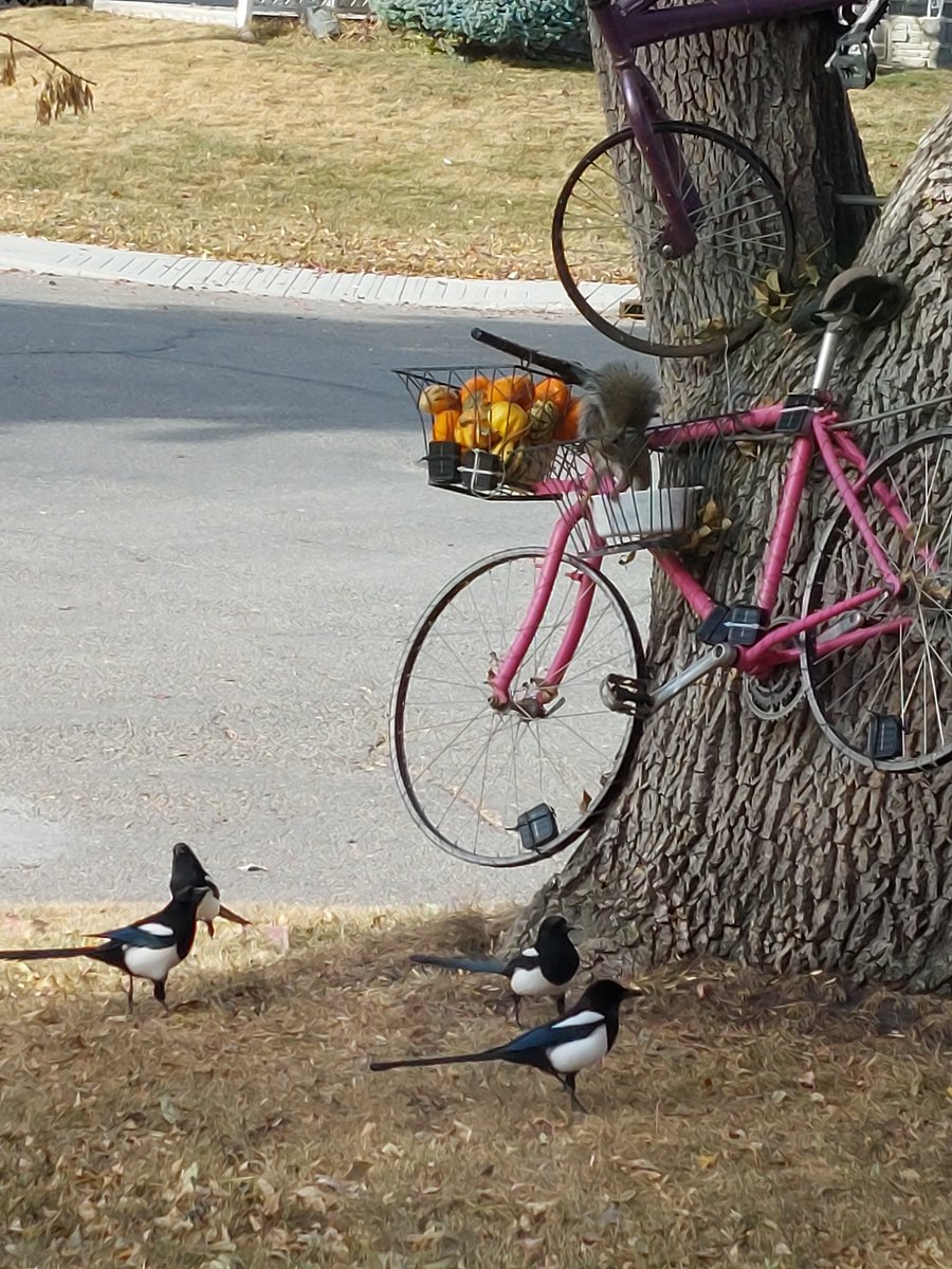 Takudabeast's tweet photo. @aHeartSoFull Squirrel in the bicycle tree fending off the magpies https://t.co/v0wmfAcFBo