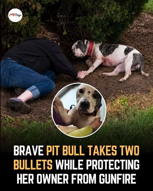 Sarah811am's tweet photo. Hero of the day

When gunfire erupted, Trinity jumped in front of her owner and was shot protecting them. She survived and is expected to recover. A true hero ❤️🐾 https://t.co/HaSfoVerXR