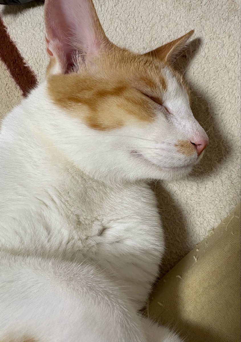 NeroKayalia's tweet photo. 猫と共に生きてます。順調に成長してくれて飼い主は嬉しいよ… https://t.co/FmtALTwJyq