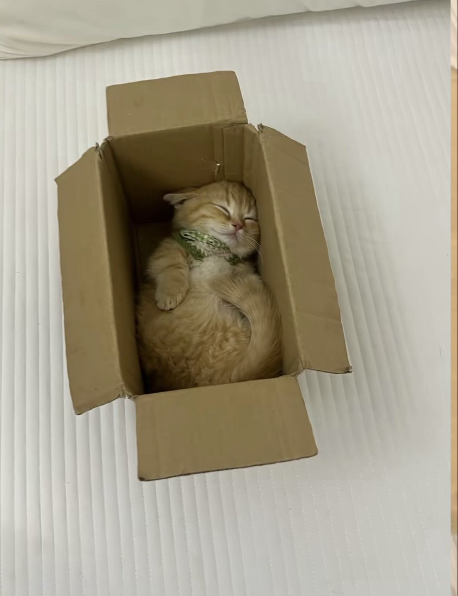 PowerfulAuraX's tweet photo. Cardboard boxes are cats favourite places to be , who else agree? https://t.co/gWxfbCjO2D