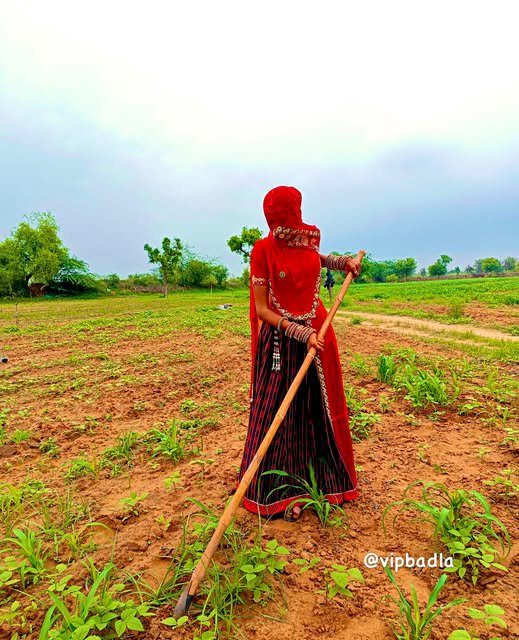 Vipbadla's tweet photo. निदोण 🌾❤️😊

#marwari #bajri #vipbadla #jodhpur #rajasthanculture https://t.co/Gqm1uawzub