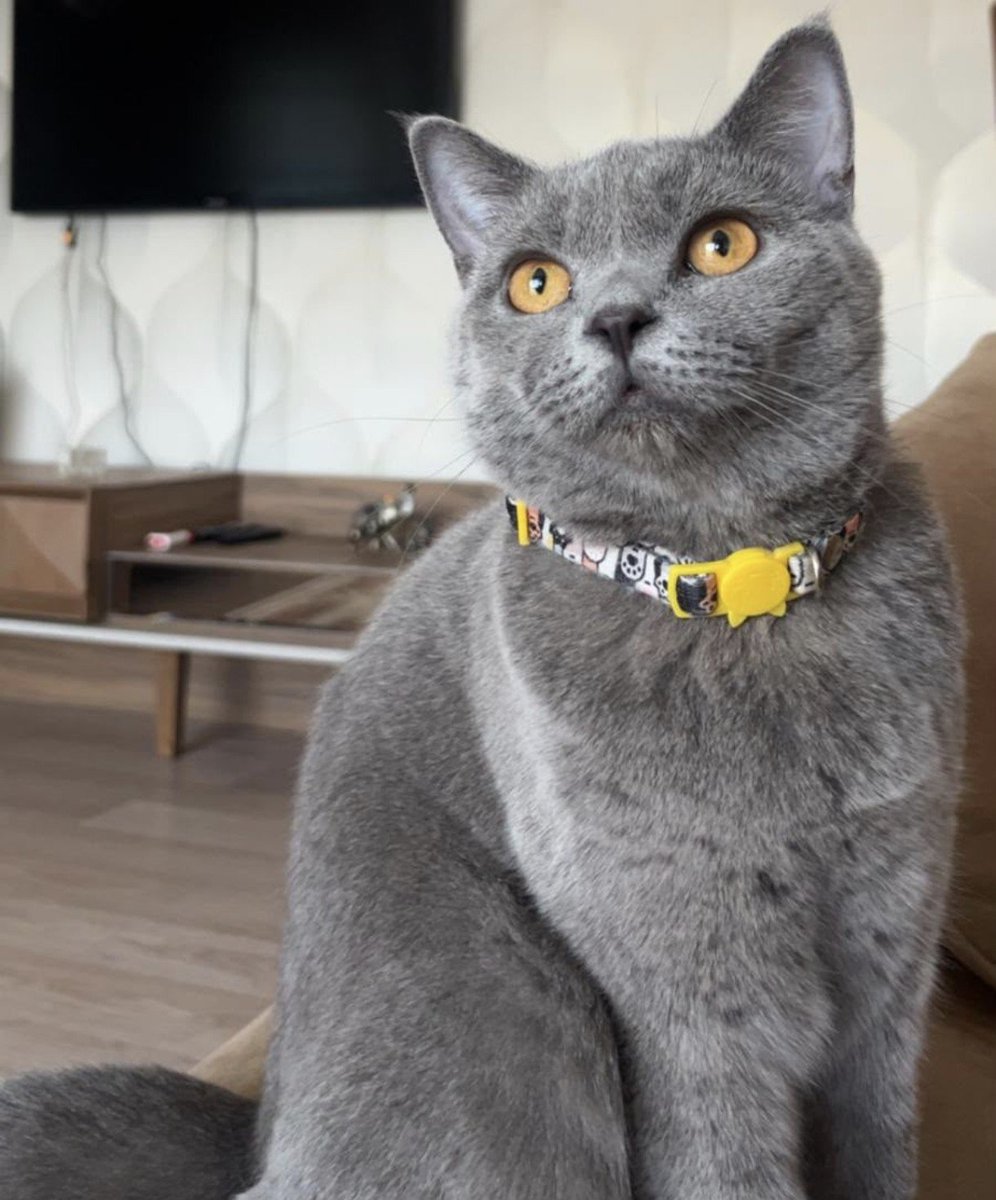 Yksel38434431's tweet photo. Kayıp Kedi
adı:Ayşe
2 yaşında Kız
cinsi:British shorthair
Ankara/eryaman köyü içerisinde 2 gece önce geç saatlerde kayboldu Boynunda sarı desenli tasması var tasmada iletişim bilgileri ve ismi yazıyor
iletişim:0546 956 47 73 instagram: @sudemaytknn https://t.co/bl1nr4m6Xz