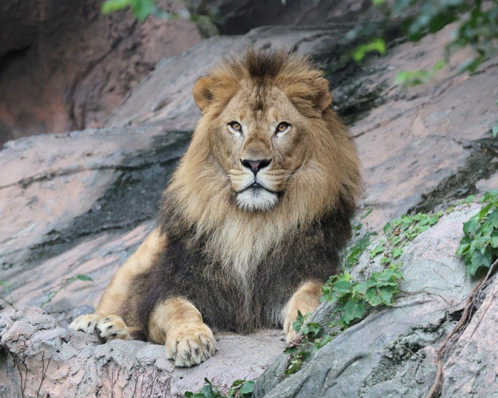 higashiyama5555's tweet photo. 現在のレグルス🦁✨
とても格好いい✨
＃東山動植物園　＃ライオン https://t.co/9JAlGue1Zh