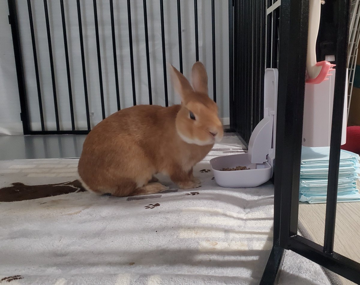 mmmchiez's tweet photo. 引っ越した。6年半前に引っ越した時はしばらくごはん食べなかったけど、今回は割と慣れるの早かった。一番心配してたことだったのでホッとした😊 https://t.co/1eax3YhnZ3