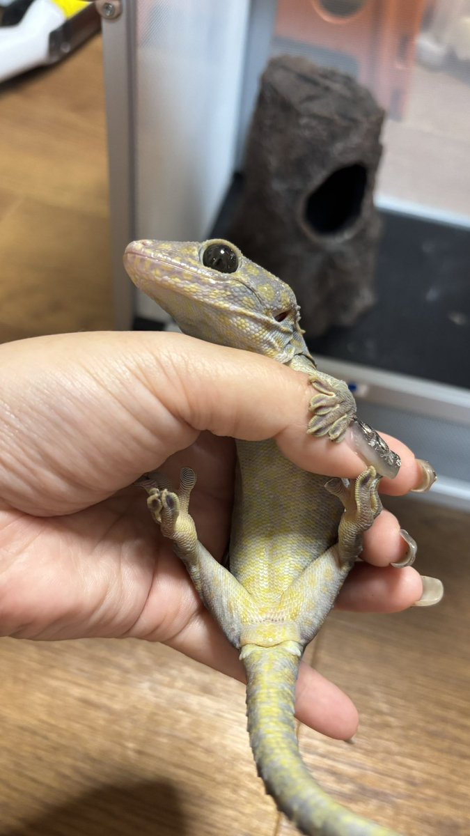 1101_ayk's tweet photo. このトッケイちゃんのモルフ分かる方いらっしゃいますか、、、？
お店ではオッドカラーとしか言われてなくて。あたまは黄色いけど背中は薄いオレンジと黄色の斑点。お腹は黄色い斑点🧐

#gecko #tokay #トッケイ #爬虫類 #reptile https://t.co/u8GD9om9R6