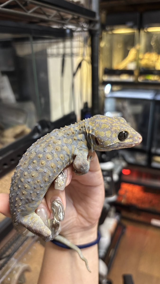 1101_ayk's tweet photo. このトッケイちゃんのモルフ分かる方いらっしゃいますか、、、？
お店ではオッドカラーとしか言われてなくて。あたまは黄色いけど背中は薄いオレンジと黄色の斑点。お腹は黄色い斑点🧐

#gecko #tokay #トッケイ #爬虫類 #reptile https://t.co/u8GD9om9R6