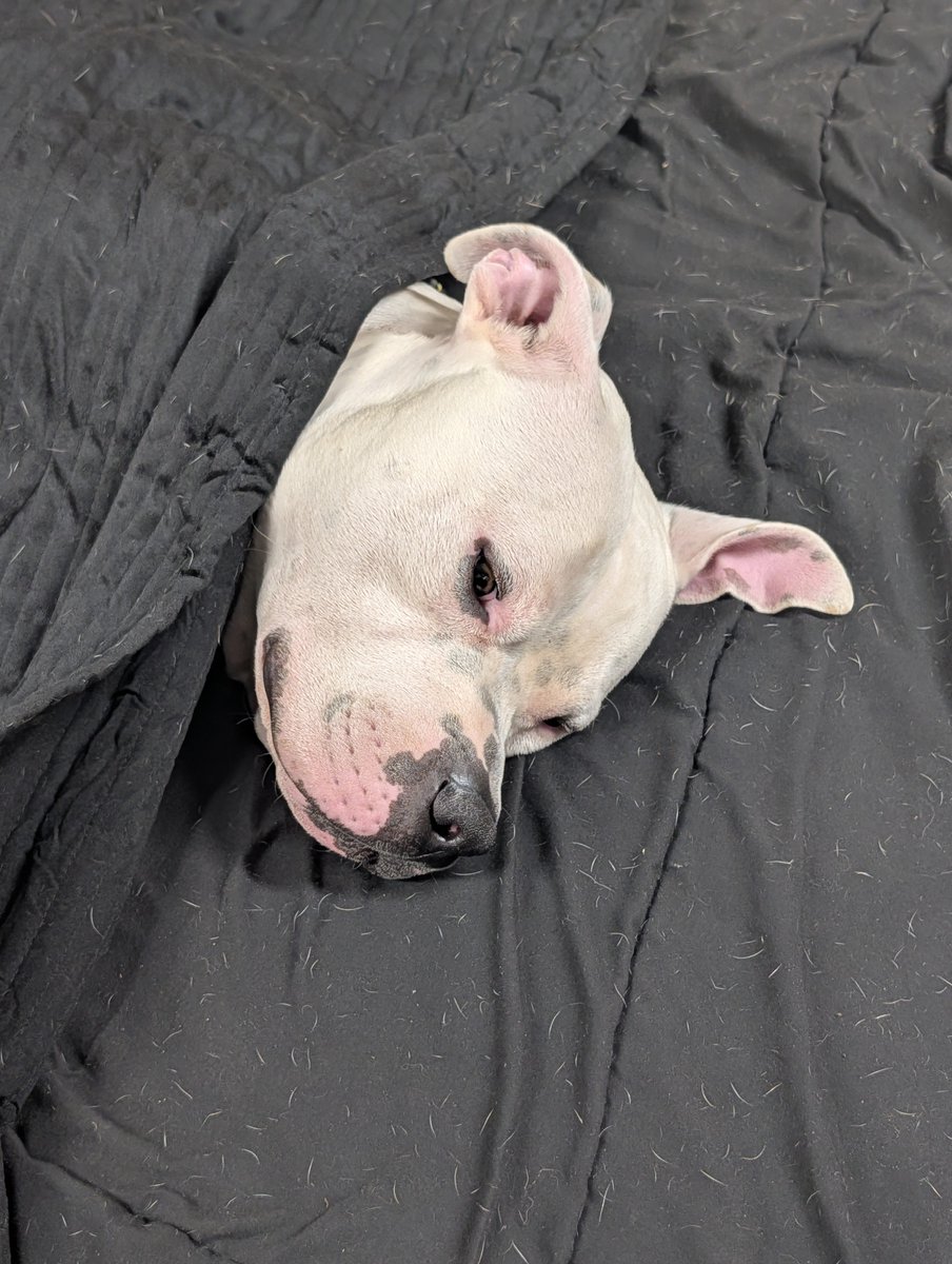 Stumpy_nubs's tweet photo. @KumiVT My boy Hercules. I adopted him about 8 months ago https://t.co/2ZSwZYXjIA