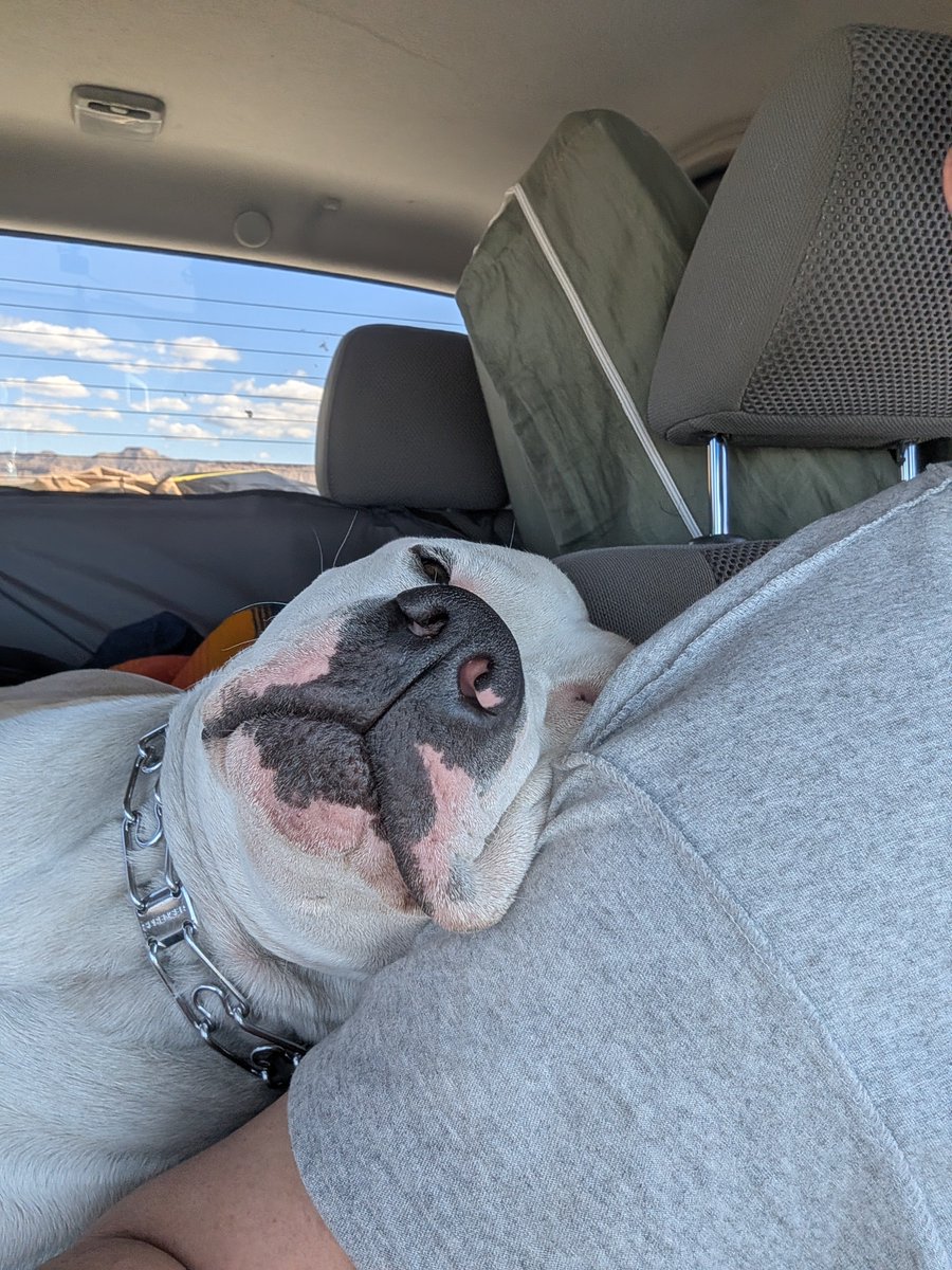 Stumpy_nubs's tweet photo. @KumiVT My boy Hercules. I adopted him about 8 months ago https://t.co/2ZSwZYXjIA