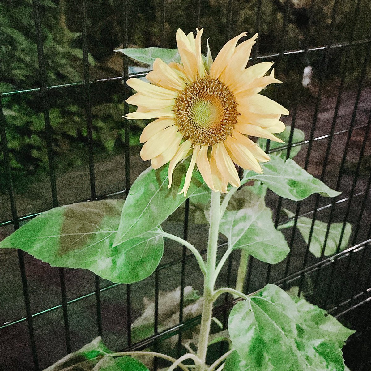 nako_3333's tweet photo. 8月5日。もう終わっちゃうけど、配信開始おめでとうございます☺️🌻🌻
#movielovesong https://t.co/8dyL44FYHV