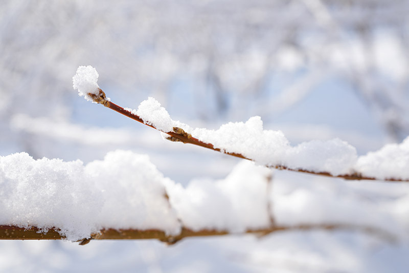 Gardeners_Path_'s tweet photo. Forsythia is a hardy shrub, but it can sometimes suffer damage during very cold and freezing weather. Learn how to care for cold-damaged forsythia now on Gardener's Path. https://t.co/HkLpXhznBl #forsythia #gardening https://t.co/Xx1QlIDtPN