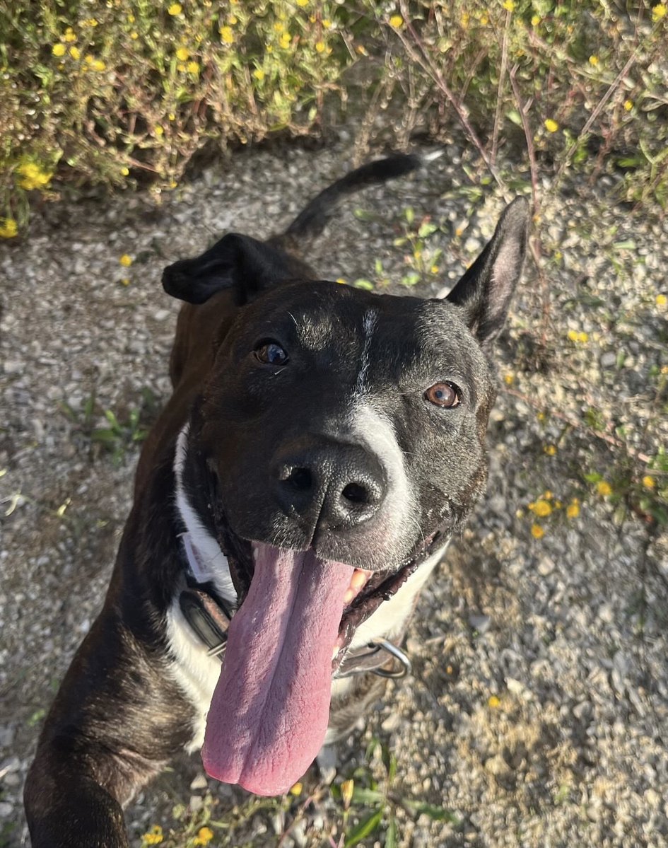 ChiensaDonner's tweet photo. 📢 A adopter chien Berger hollandais mâle 8 ans et 9 mois - Loir-et-Cher

Pour contacter le maître, merci de regarder le lien en-dessous en commentaire. ⬇️

#adoptionchien #chienadonner #bergerhollandais https://t.co/tJzhtGrHWl