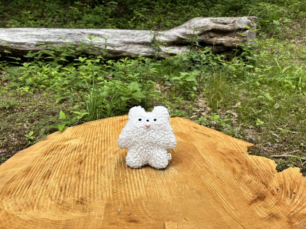 PEROBEAR_'s tweet photo. 自然とカフェ

#ペロベア #ぬい撮り https://t.co/KqY3O2fOVp