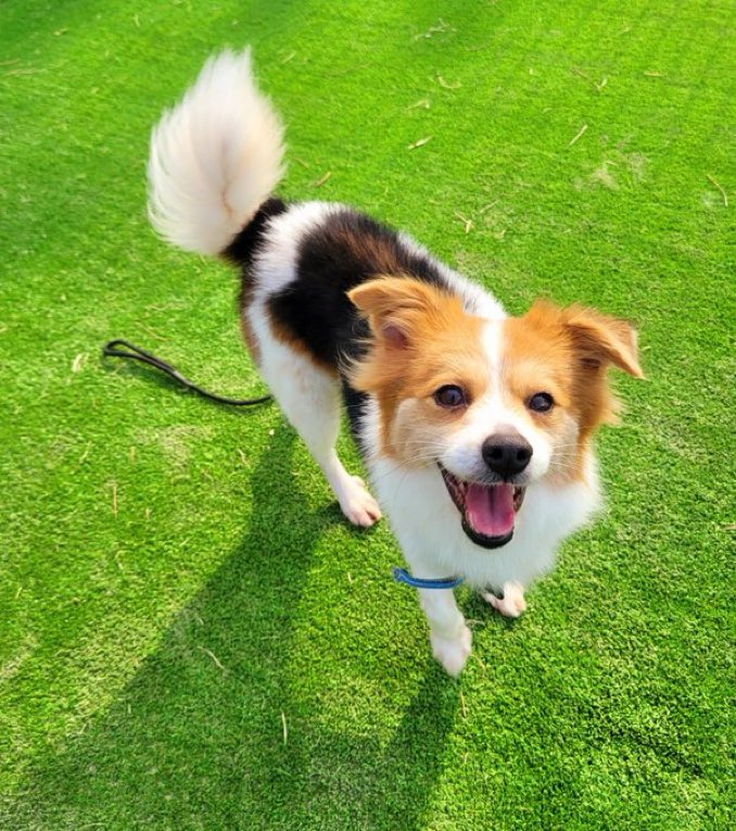 findmypaw's tweet photo. 아직도 입양 못 갔어요. ㅠㅠ
24년 12월 입소해서 벌써 1년 7개월째 보호소에 있어요 https://t.co/Zz5ZBkpPFp