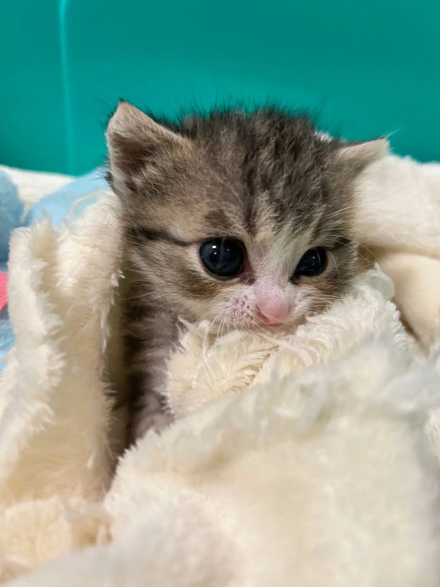 catsloversclubx's tweet photo. Smol mode: ON https://t.co/nOGR6W74e6