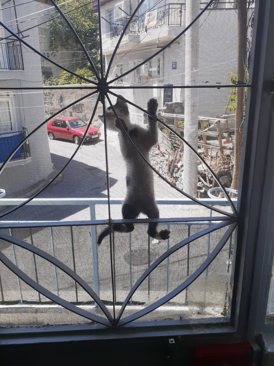 kadri5906712510's tweet photo. Kabul ediyorum, bunların yemeklerini biraz fazla kaçırdım. 🤭 https://t.co/ss8joPI47v