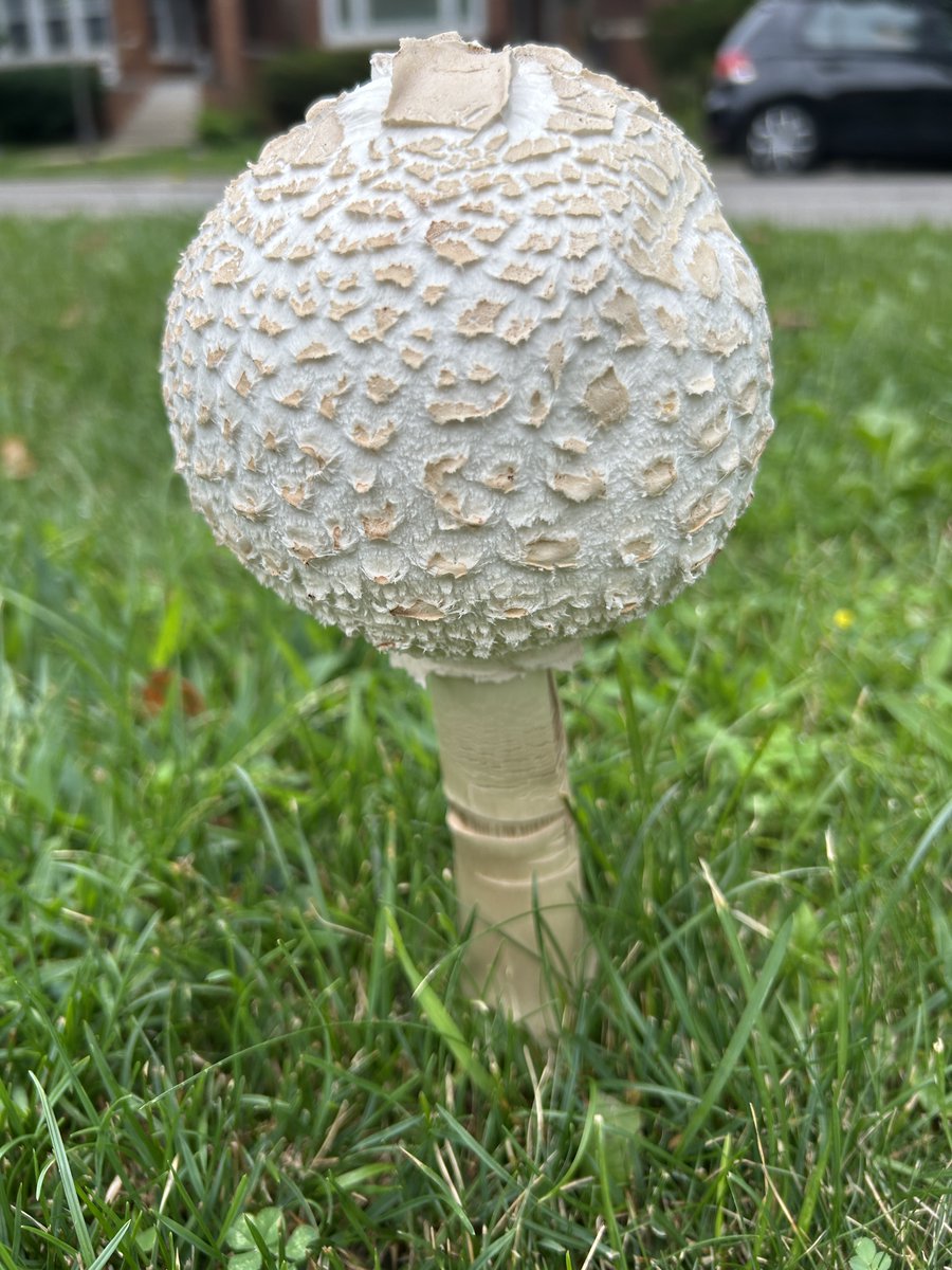 UrbanChiHome's tweet photo. Take the time to admire something small you come across today. https://t.co/NkiJdC04ti