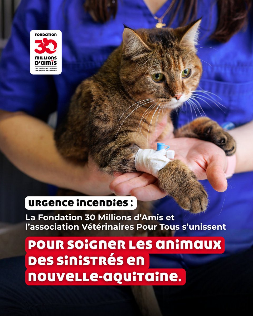30millionsdamis's tweet photo. 🚨 La Fondation 30 Millions d’Amis et Vétérinaires pour Tous s’unissent pour soigner les animaux victimes des feux de forêts en Gironde et dans les Landes ! 🔥

Pendant un mois, les animaux de compagnie blessés dans les flammes ou lors des évacuations peuvent être soignés gratuitement auprès d’un vétérinaire adhérent de VPT.

Ce dispositif de crise vient compléter la mobilisation exceptionnelle déployée par sapeurs-pompiers, vétérinaires, refuges, associations et bénévoles pour accueillir les animaux évacués et procéder aux premiers soins de secours !

Une collaboration plus que nécessaire pour la santé et le bien-être de nos compagnons 🫶

👉 Pour savoir comment bénéficier de cette aide, rendez-vous sur : https://t.co/NhABUahT4o