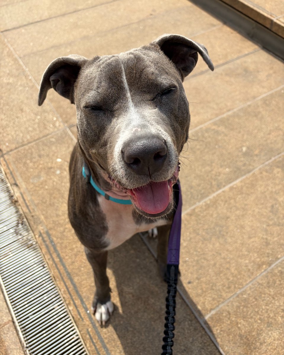 ASPCA's tweet photo. Opening your door to a dog in need? That's fetch! Ripley, Vivi and Gretchen show that when you help one, you help many. Every time Muddy Paws Rescue takes in an ASPCA pup, it frees resources to help even more animals. That's #TheRescueEffect. Adopt now: https://t.co/BDuzaaRBWv https://t.co/ddcj2e5k8i