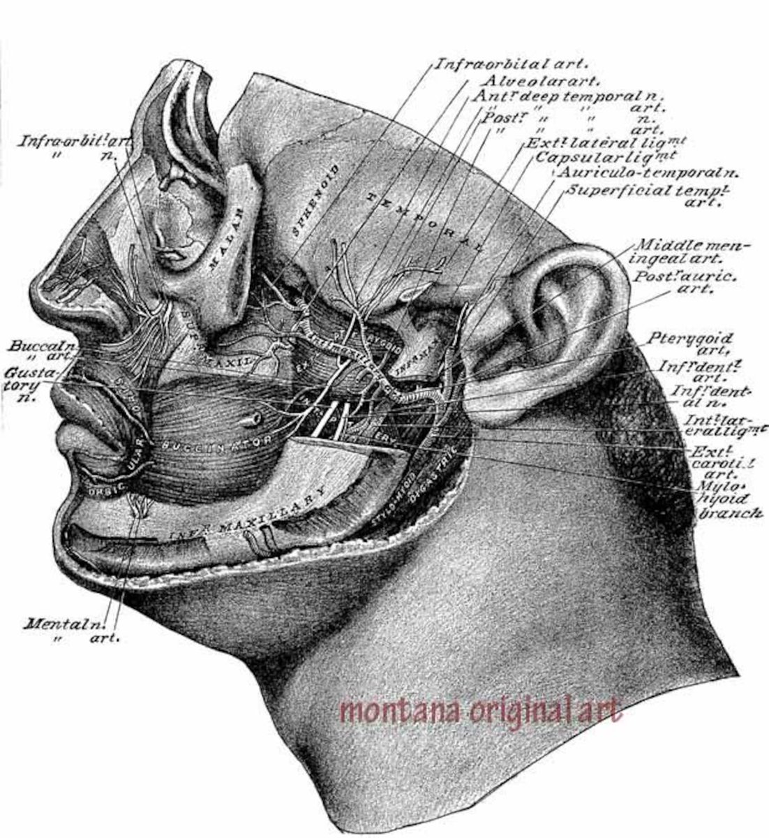 Elizavella1's tweet photo. human head face anatomy art diagram chart png jpg clipart digital download medical anatomy illustration printable #anatomy #vintageanatomy #humananatomy #anatomyillustration https://t.co/YRXmu2vqEL via @Etsy https://t.co/iYe5YzefPU