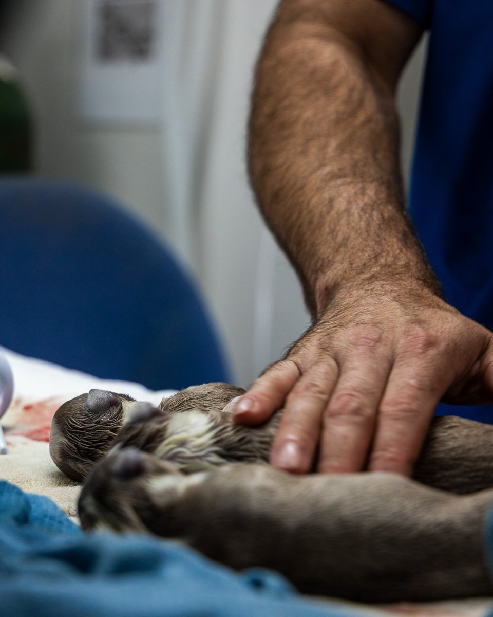 _ACOxford's tweet photo. Ever wonder what happens during a c-section? 🐾 Our techs step in to revive and care for newborn puppies &amp; kittens right after delivery! 🙌✨ #AnimalClinicOfOxford #NewBornCare #HelpingHands https://t.co/i5I1jcM2b3