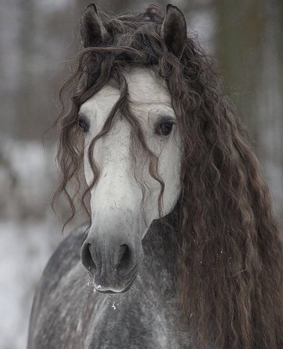 Hana_b30's tweet photo. The beauty of Andalusian horses https://t.co/dKQYKz3wYH