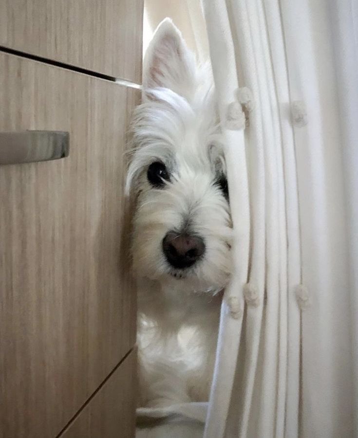 stargirlkara's tweet photo. Home is where you are, buddy. ❤️ https://t.co/A7W4HAou6z