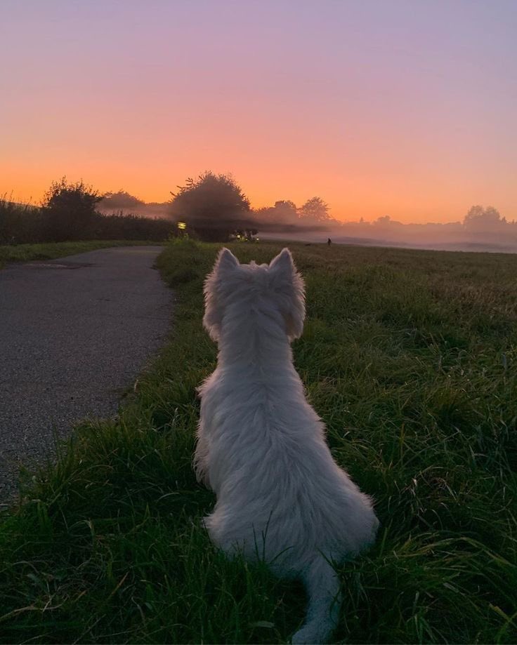 stargirlkara's tweet photo. Home is where you are, buddy. ❤️ https://t.co/A7W4HAou6z