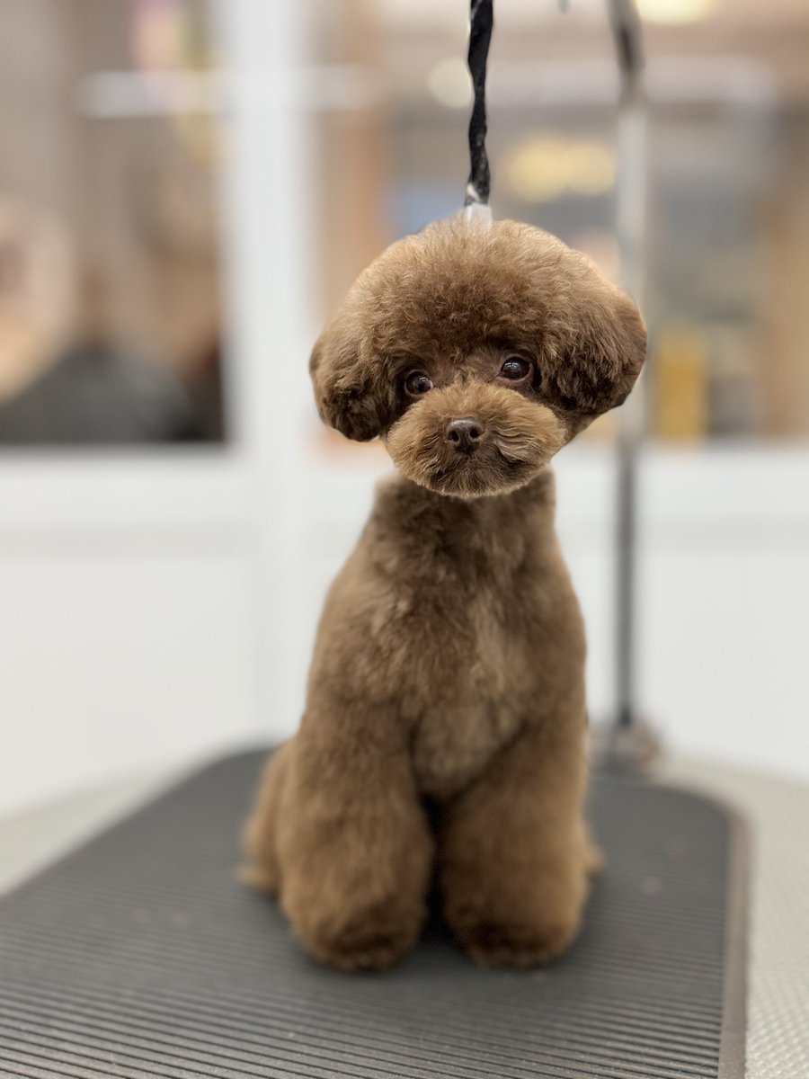powderdogtrim's tweet photo. ぴのくん、エマルジョンで優しくキレイになりました♪シャンプーお疲れ様でした♪(はせ) https://t.co/L5jUfzhI8e