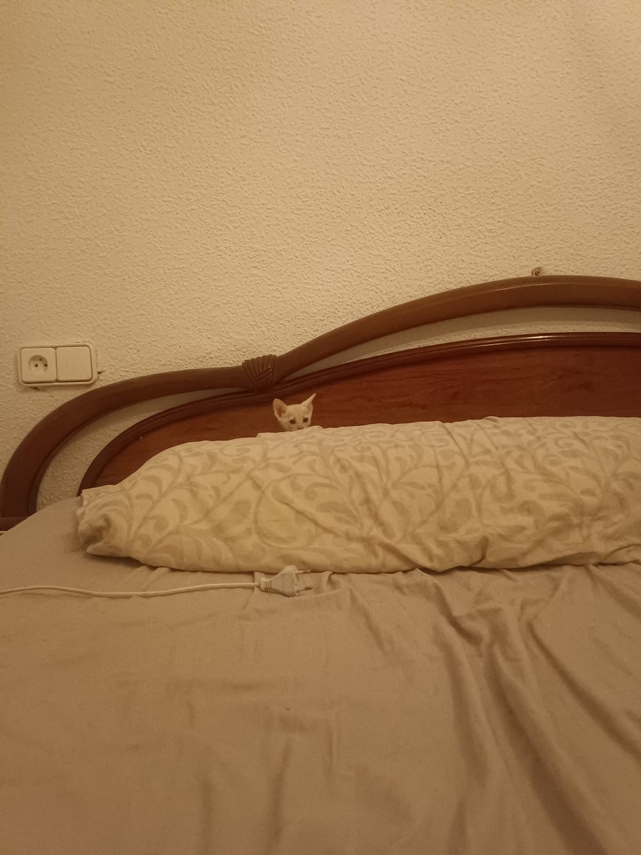 MKiddox's tweet photo. Garbancito ya está totalmente recuperado y busca un hogar.
Difusión, porfi ♥️ https://t.co/SuFFOlTkTX