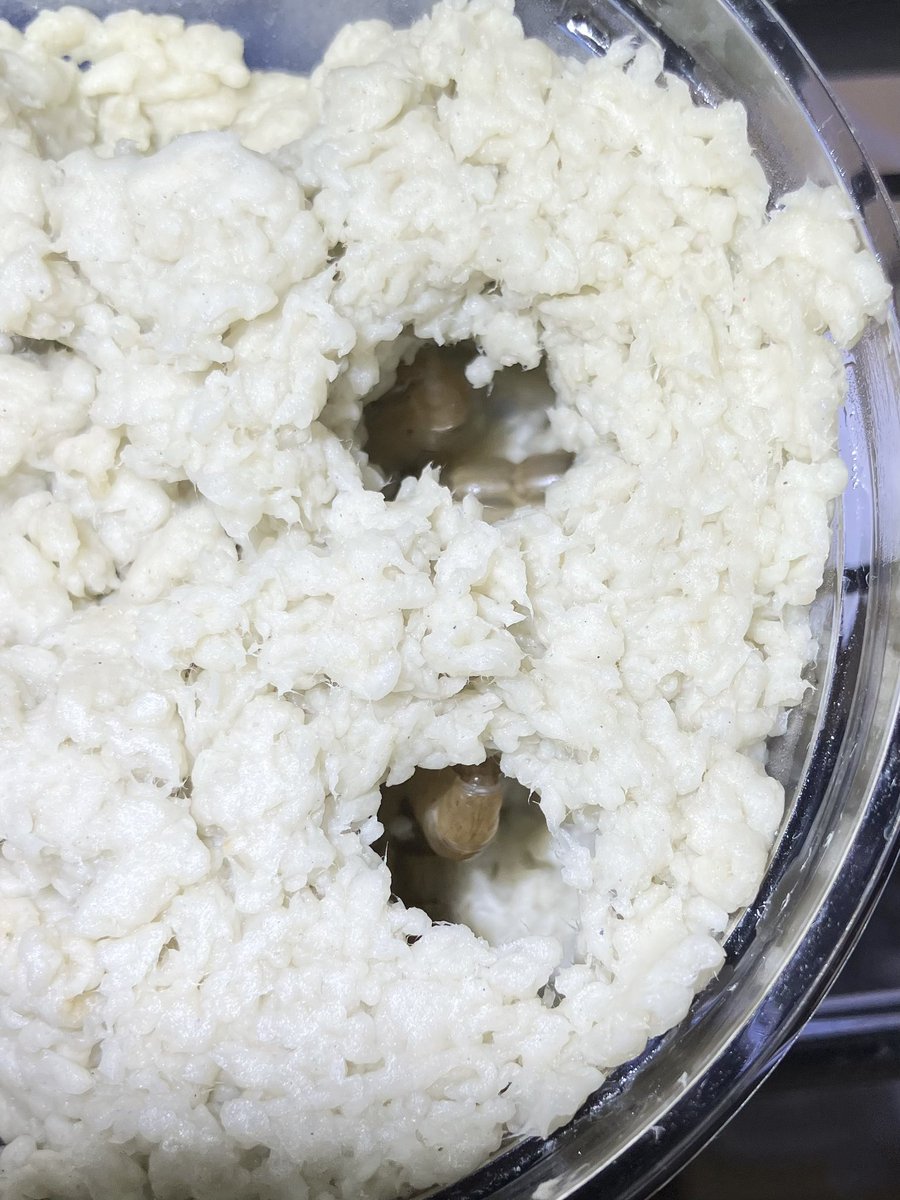 taichi_fukuoka's tweet photo. 【ゲンゴロウ属の飼育の小技】

蛹化にはトイレットペーパーが便利です。
(※既に紹介されている方がいたらすいません)

匂い付きでないものを水で完全に溶かして、適度に水を切って入れることで幼虫は自分で蛹室を作り始めます。

お手元にいるゲンゴロウ属でぜひお試しください。 https://t.co/LVr8qO2bA4