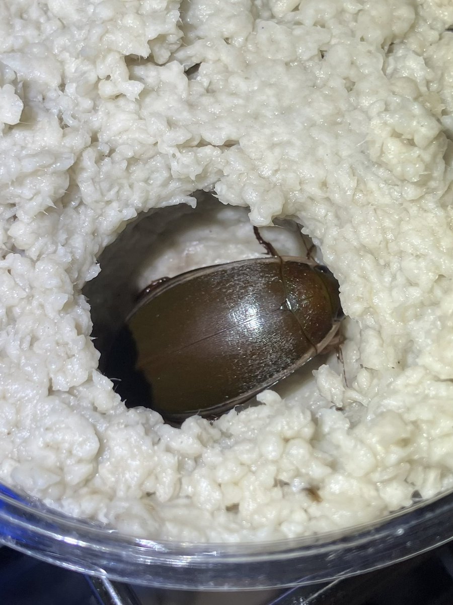 taichi_fukuoka's tweet photo. 【ゲンゴロウ属の飼育の小技】

蛹化にはトイレットペーパーが便利です。
(※既に紹介されている方がいたらすいません)

匂い付きでないものを水で完全に溶かして、適度に水を切って入れることで幼虫は自分で蛹室を作り始めます。

お手元にいるゲンゴロウ属でぜひお試しください。 https://t.co/LVr8qO2bA4