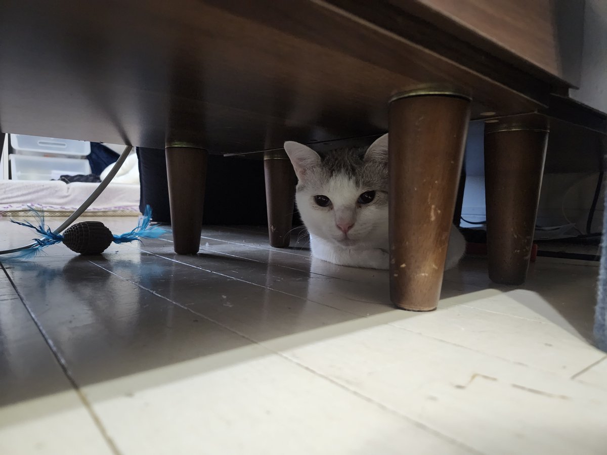 HaCCho1974's tweet photo. 4月に捕獲した時爪を怪我した古米さん🐱変な風に伸びた爪が1度肉球に刺さっちゃったことあったので、今日伸びてきてた爪を切った。

捕獲してネットに入れて、怖い思いをさせてしまい、棚の下に篭城😱築きかけた信頼が😭

チュールと、ご飯は食べに出てきてくれて今は押し入れの中です💦
#元野良猫 https://t.co/HsszoSbEps