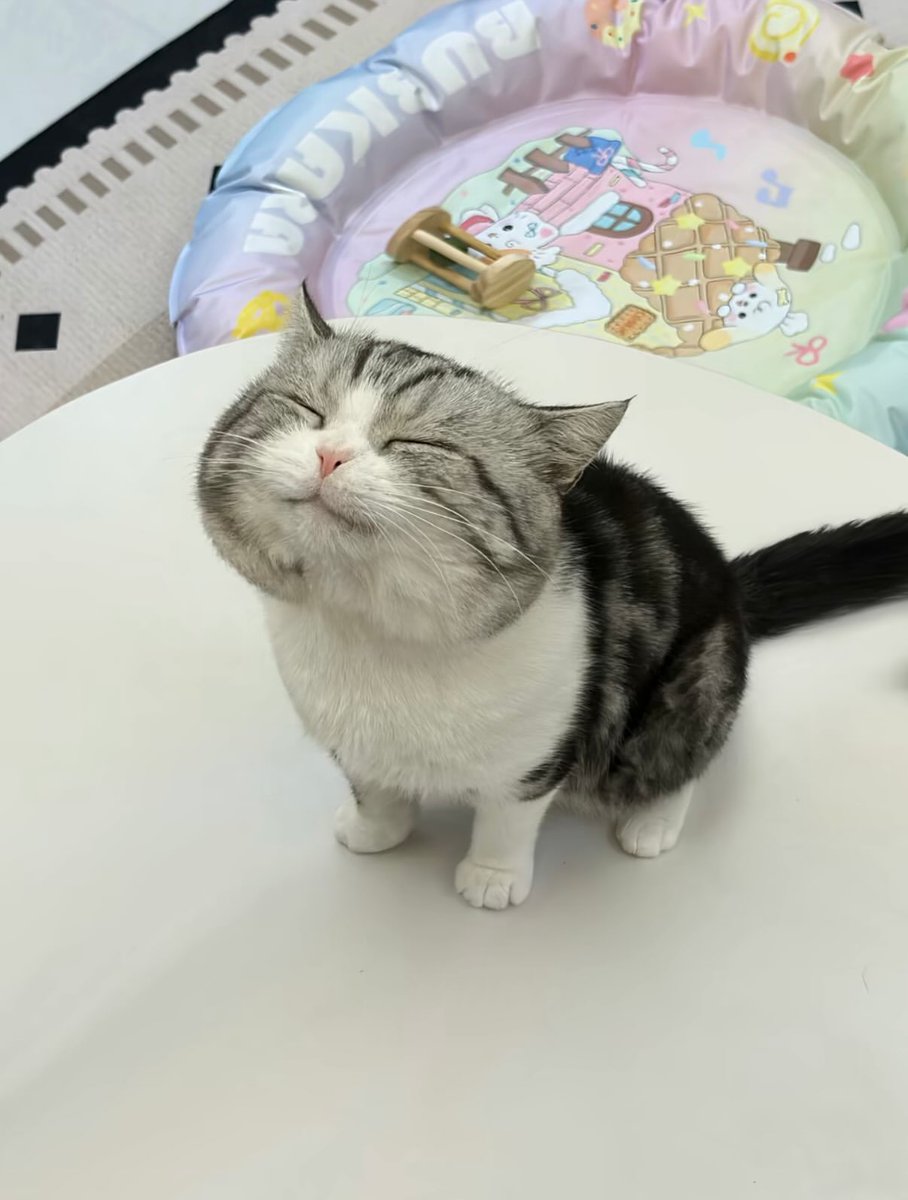 nocontextscats's tweet photo. 😚 https://t.co/3MRzb0GifP