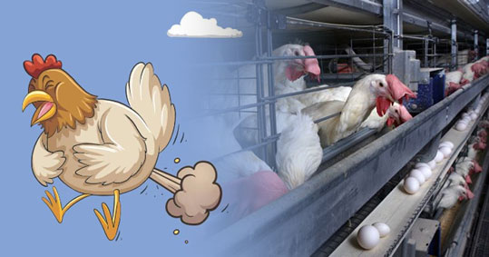 OrganicLife_gr's tweet photo. Οι κότες κλωβοστοιχίας, επιβαρύνουν λιγότερο το περιβάλλον, από της βιολογικής εκτροφής ισχυρίζεται μελέτη. Και η ευζωία του ζώου ; https://t.co/7131CcLB1F https://t.co/N2EmiuOZSh
