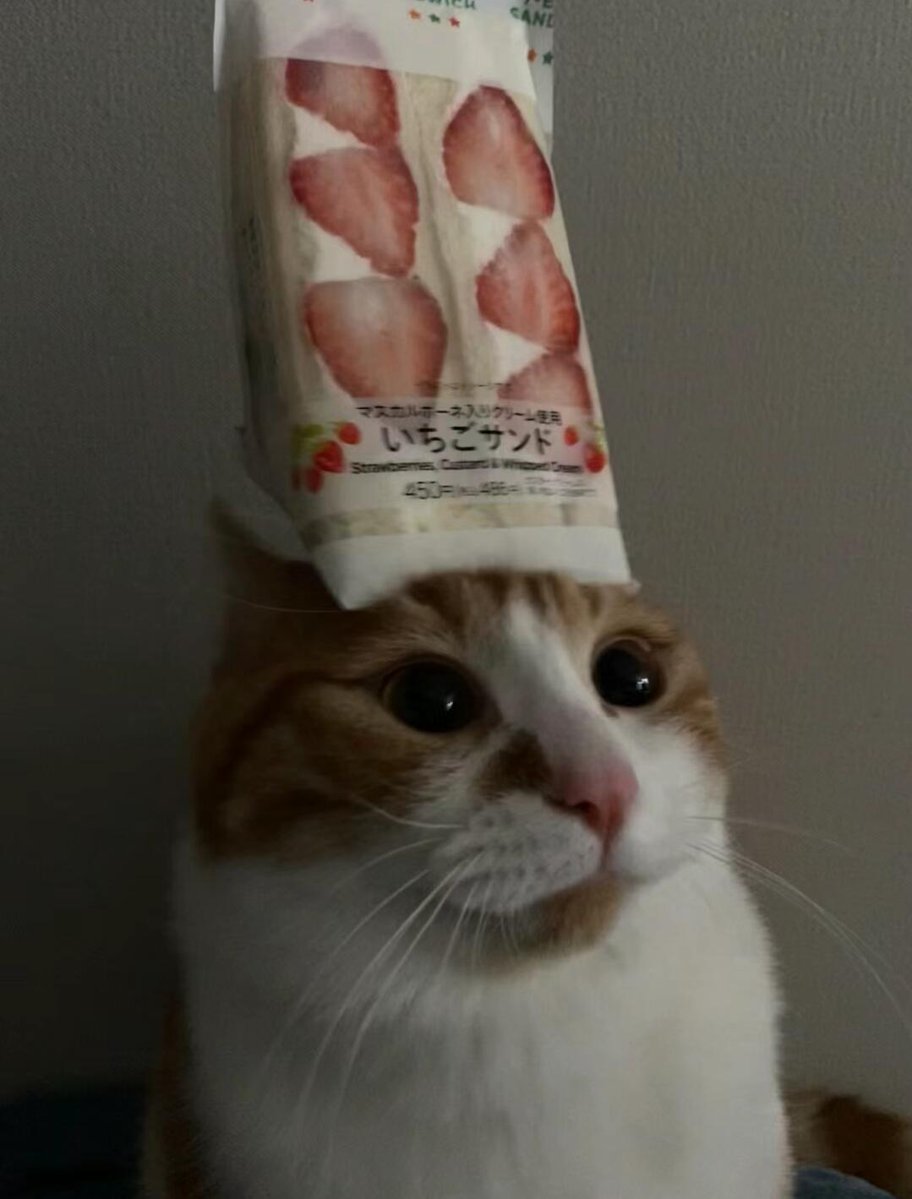 nocontextscats's tweet photo. https://t.co/rx7c6xwM5C