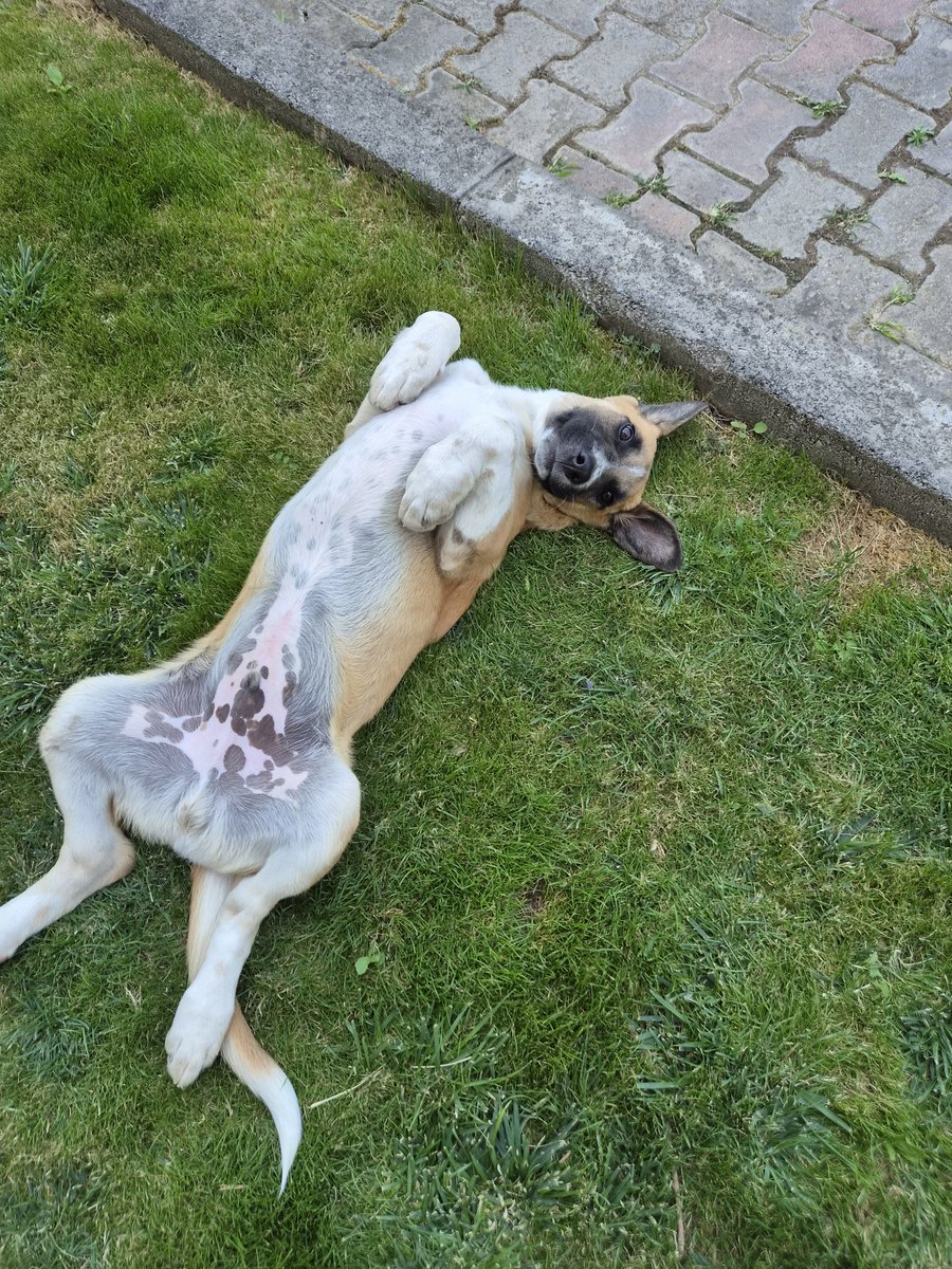 Val_Joens's tweet photo. Sevileceğini düşündüğünde girdiği haller😍 https://t.co/0IRtVqbZzp