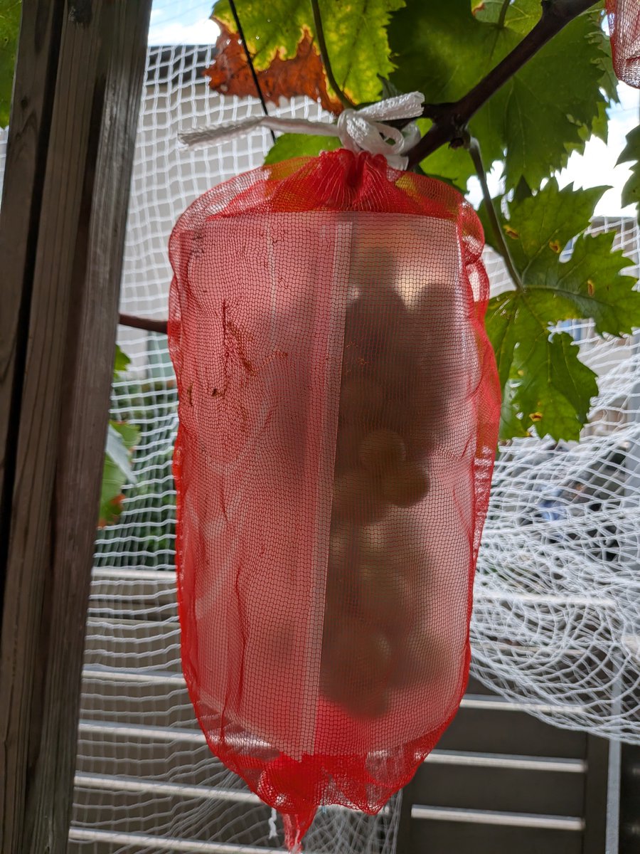 ChvTomato's tweet photo. 巨峰はカラスが食べていた、器用にブドウ1粒中身だけを食べて 皮は下に落としていた。
こりゃ一房づつこんなふうにブドウを囲い そのうえにから赤い網袋なら、カラスがつついても食べられないだろー
8房は食べられている。 https://t.co/wpZ1KoP03m