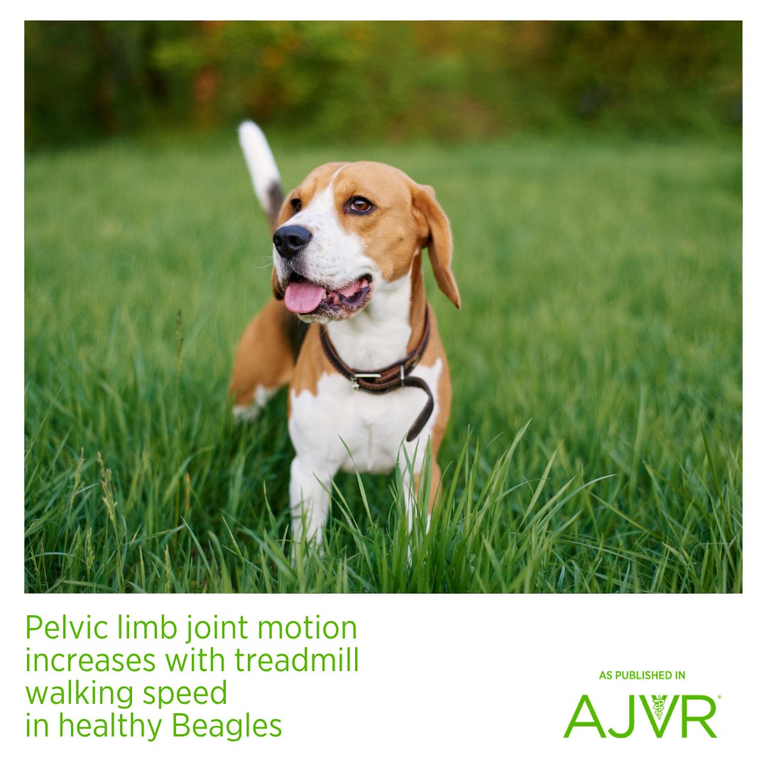 AJVROA's tweet photo. Standardizing or accounting for walking speed is essential when interpreting treadmill-derived range of motion in canine gait analysis and rehabilitation follow-up. Open access article: https://t.co/kZyF1rNeZB #walkingspeed #treadmillwalking #caninegaitanalysis #kinematics https://t.co/SR1Xyw9Zaq
