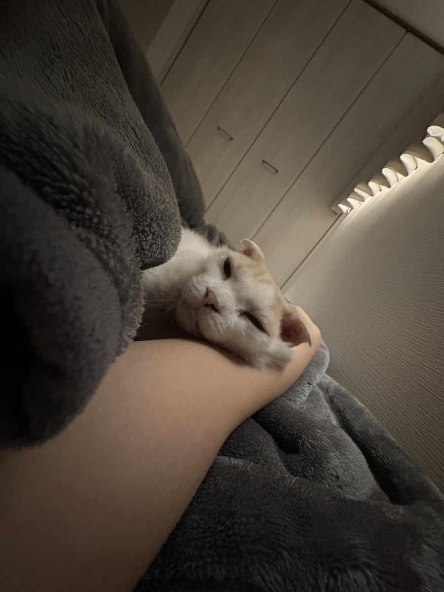 okmngs's tweet photo. 抗がん剤の影響でおハゲネッコになっちゃったね。どんな姿も世界一かわいい。ちなみに今日もめっちゃ元気！ https://t.co/dRbGnI2DT1