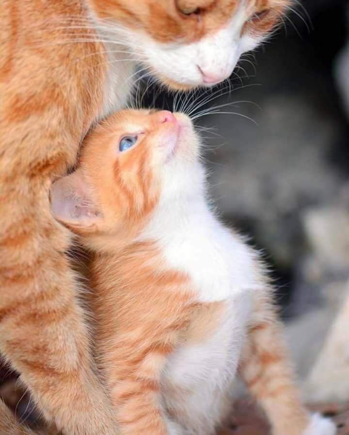 Grace_Mal's tweet photo. I choose to focus on love and understanding in all interactions. https://t.co/eKh204iFbz